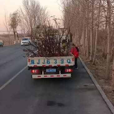 桃树苗开始发货啦，