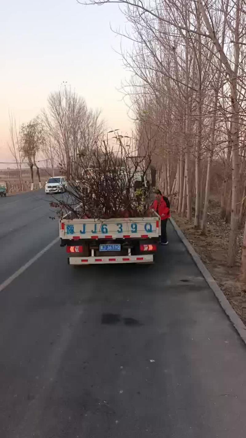 桃树苗开始发货啦，