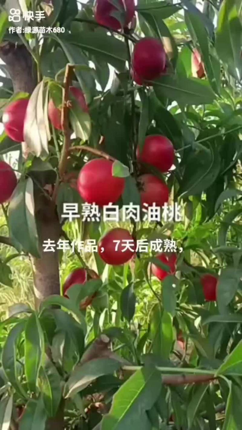 桃树苗开始发货啦，