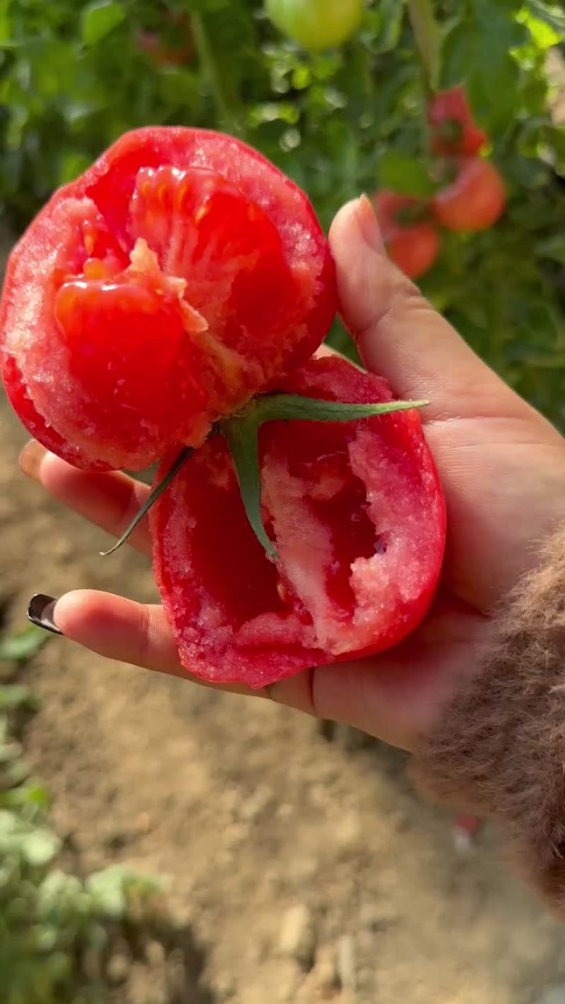 硬粉西红，皮薄多汁口感好