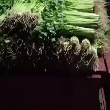蔬菜代办