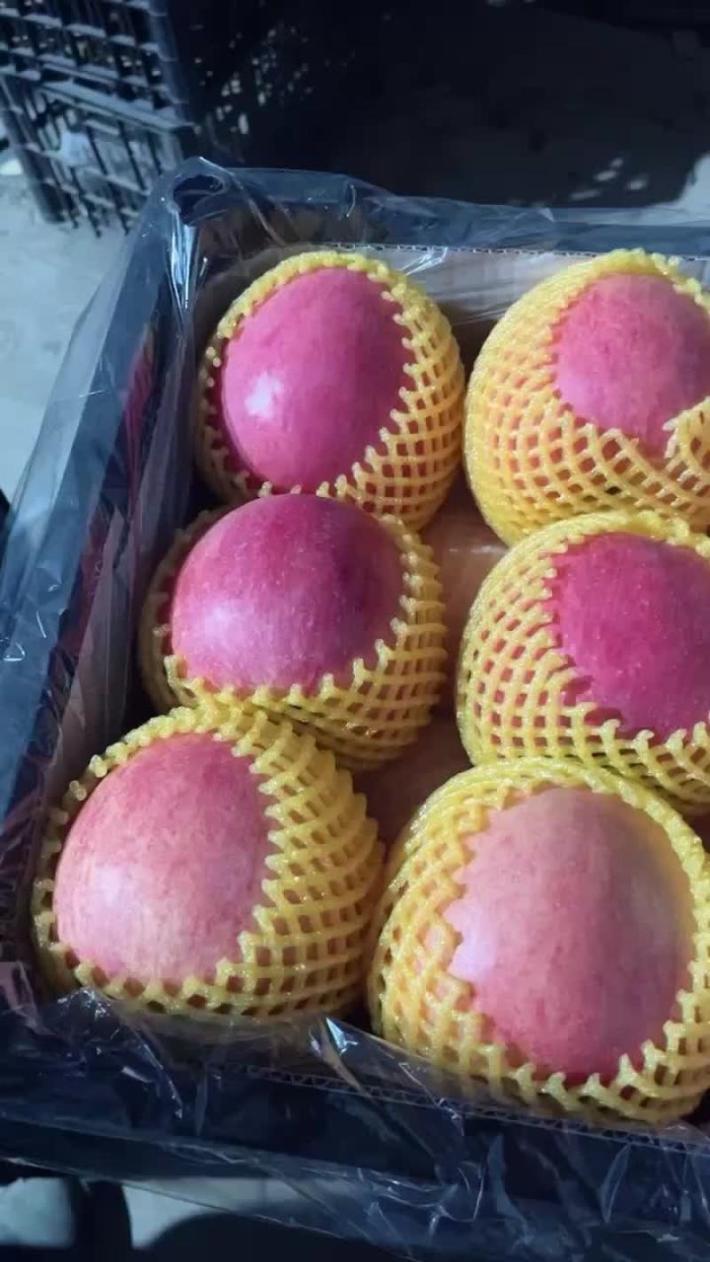 寒富大果平安果大量现货