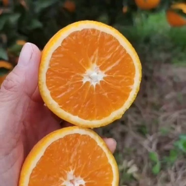 秭归脐橙，皮薄味甜果肉细腻入口化渣，产地代收代发