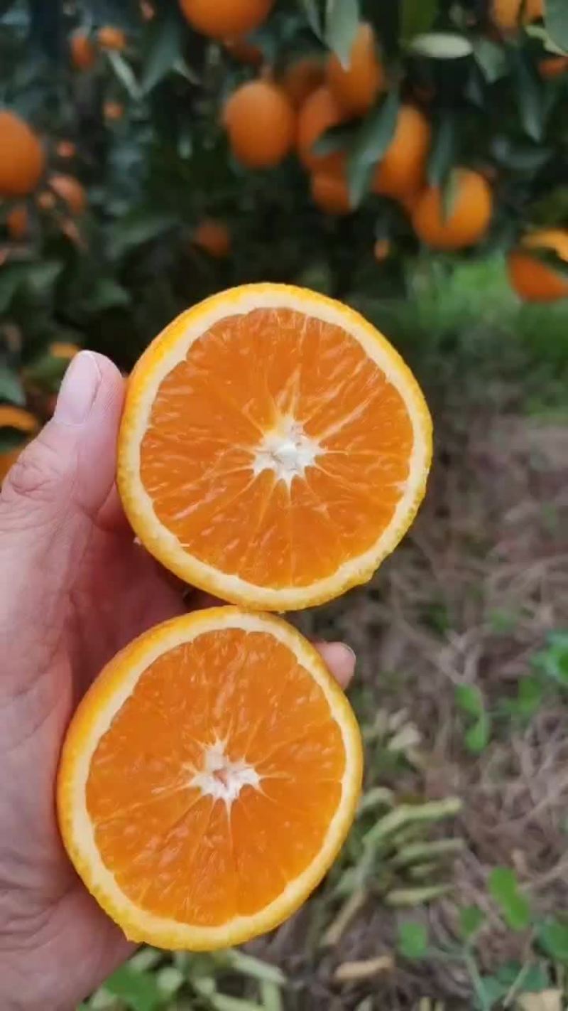秭归脐橙，皮薄味甜果肉细腻入口化渣，产地代收代发