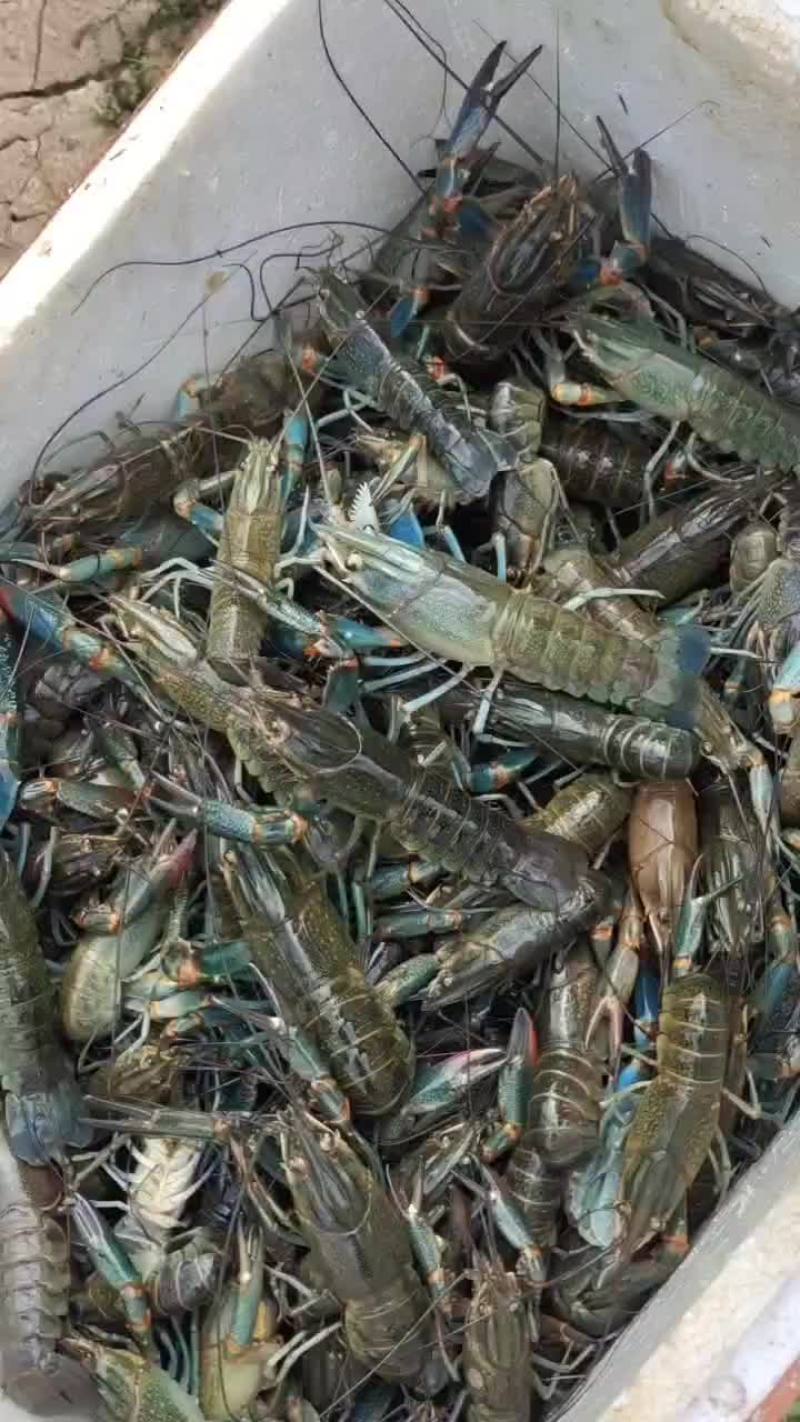 蓝龙虾