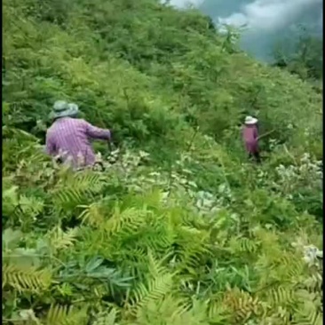 两千亩林地