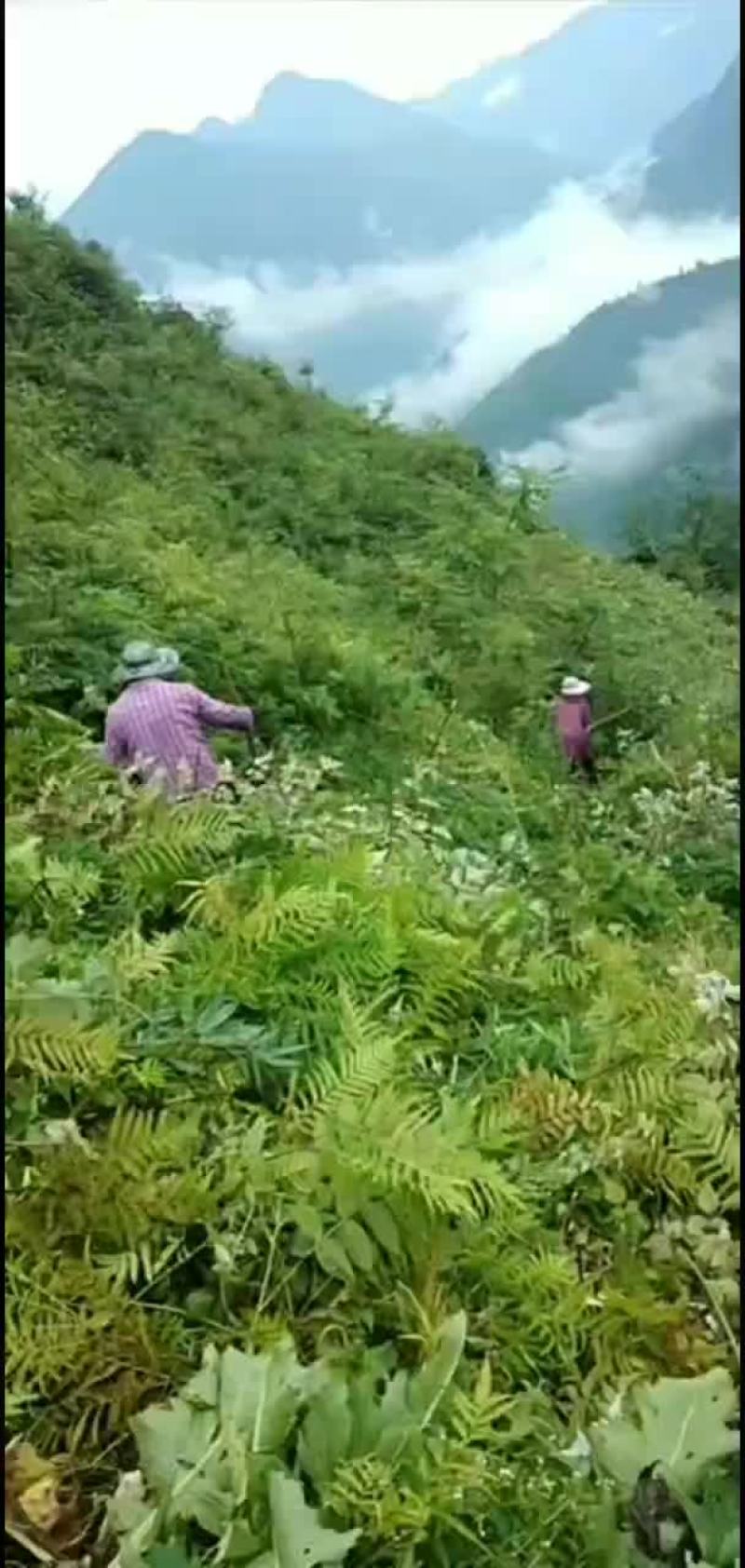 两千亩林地