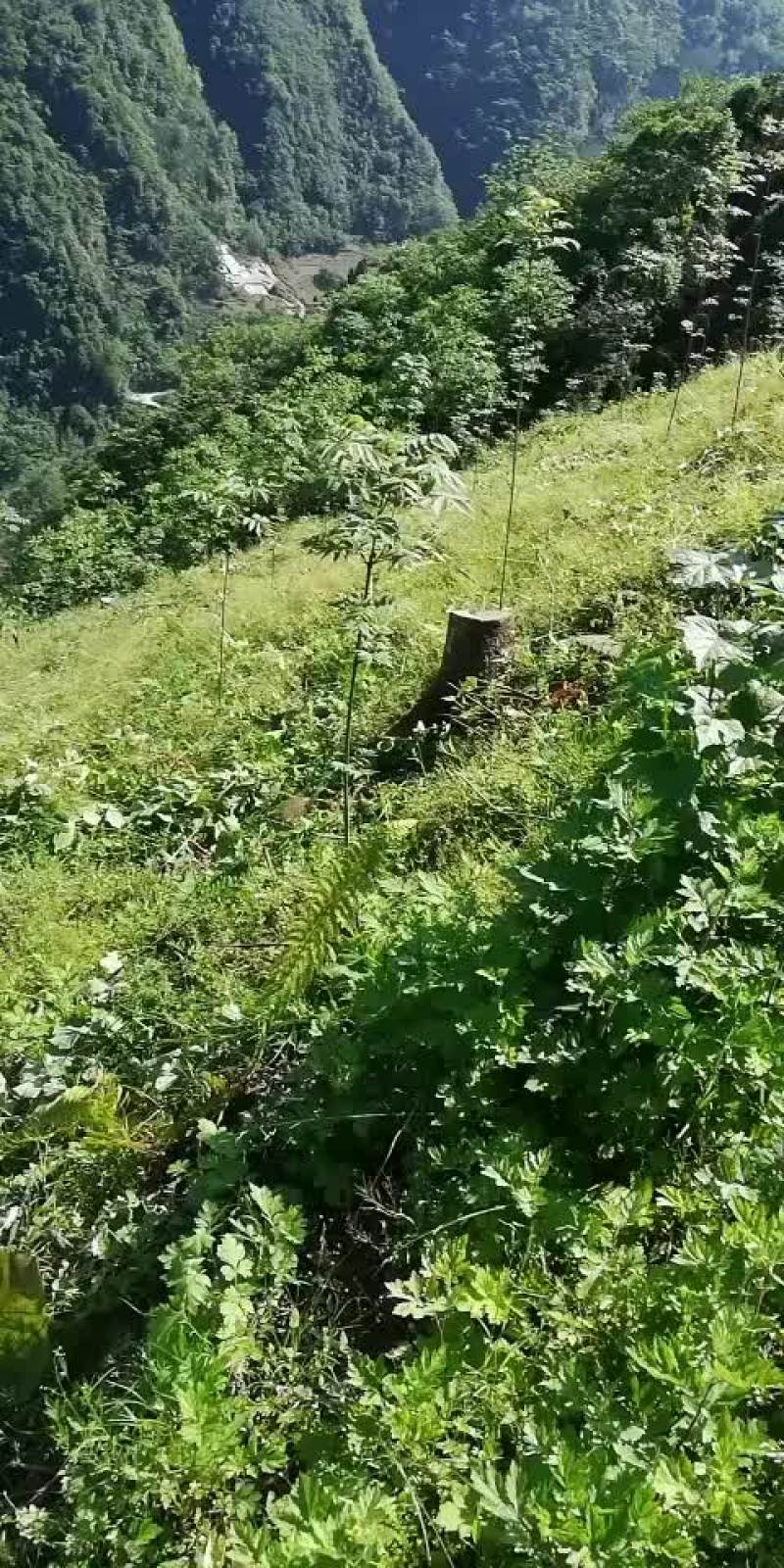 两千亩林地