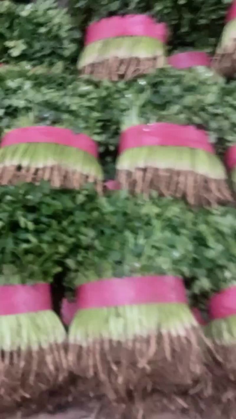 香菜