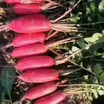 萝卜，红皮萝卜