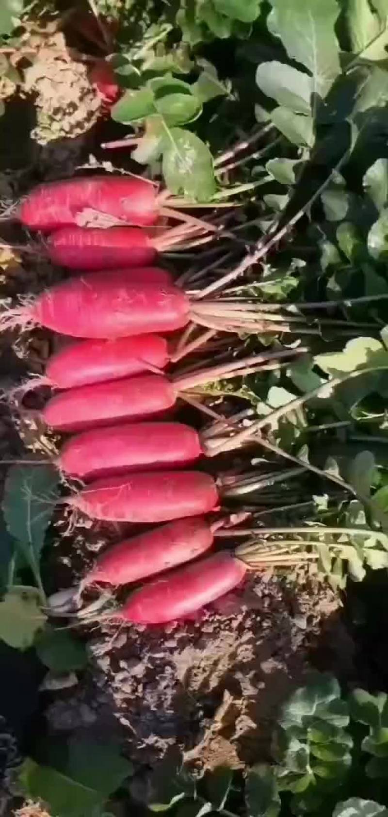 萝卜，红皮萝卜
