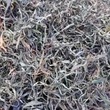 普洱晒青茶