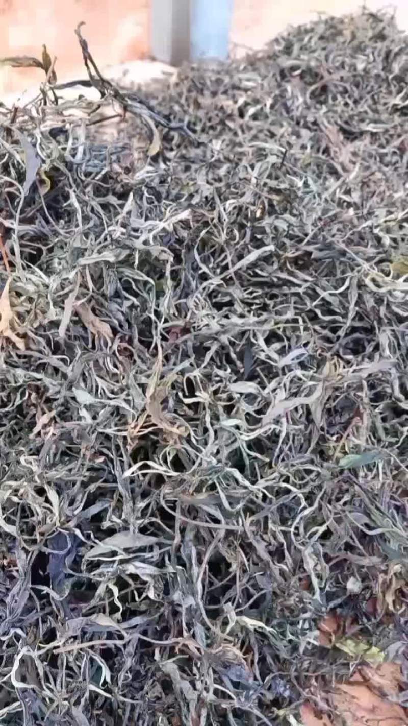 普洱晒青茶