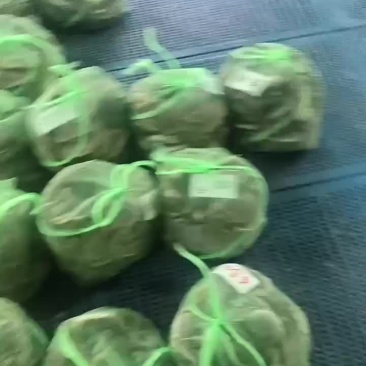 黄河口大闸蟹公司基地货源