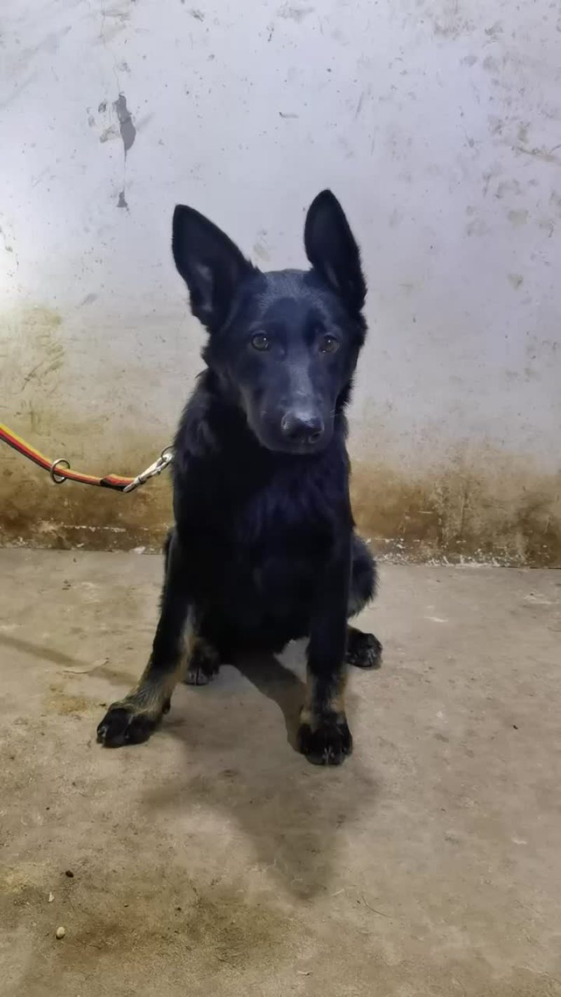 东德牧羊犬