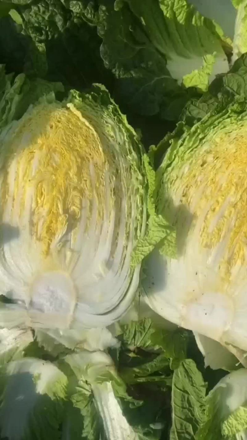 黄心白菜