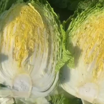 黄心白菜