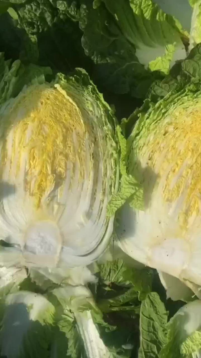 黄心白菜