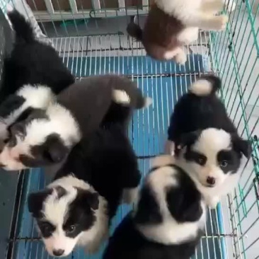 精品边牧