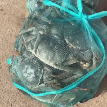 大闸蟹，稳定供货到春节