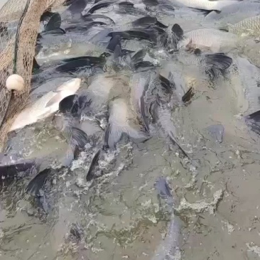 精品大青鱼