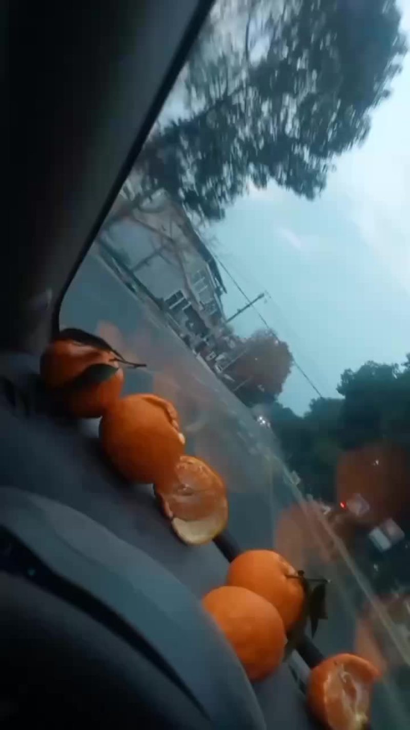 甜咪咪耙耙柑