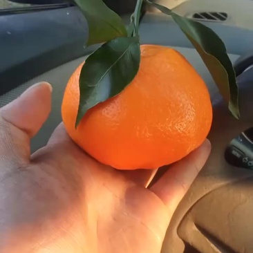 甜咪咪耙耙柑