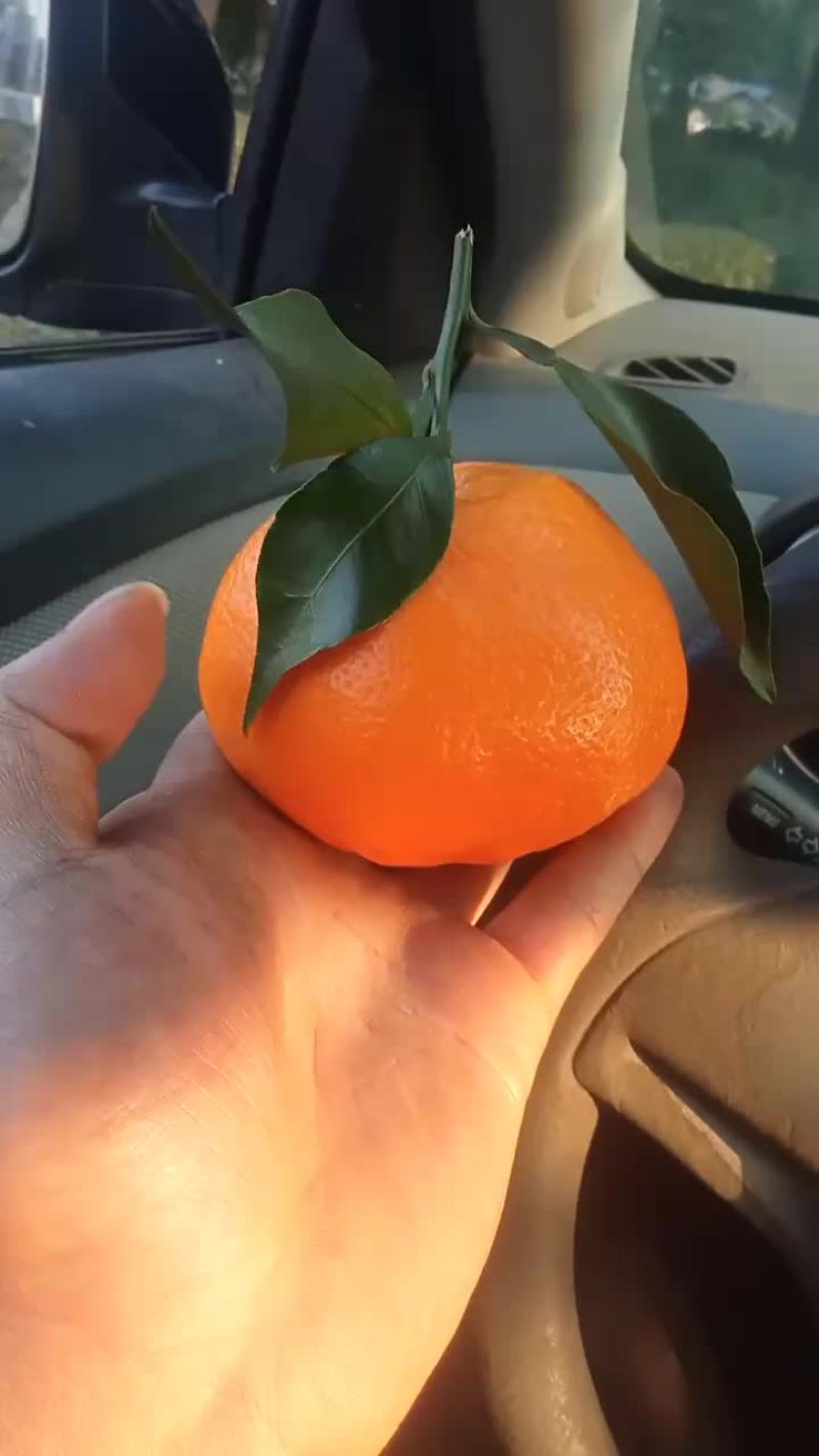 甜咪咪耙耙柑