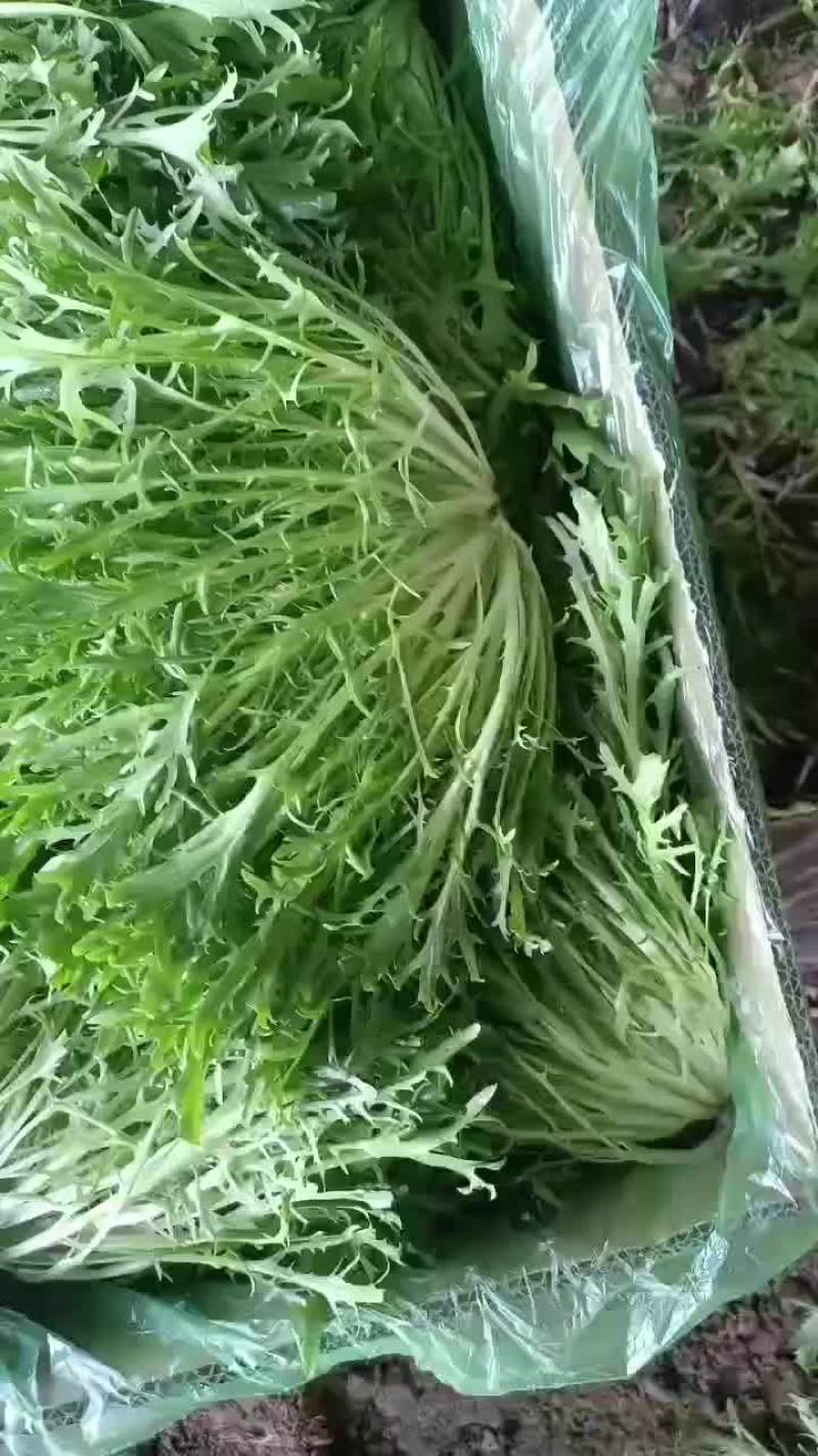 精品苦苣