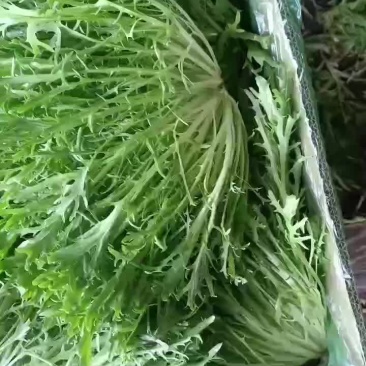 精品苦苣