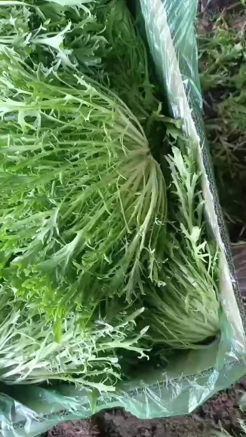 精品苦苣