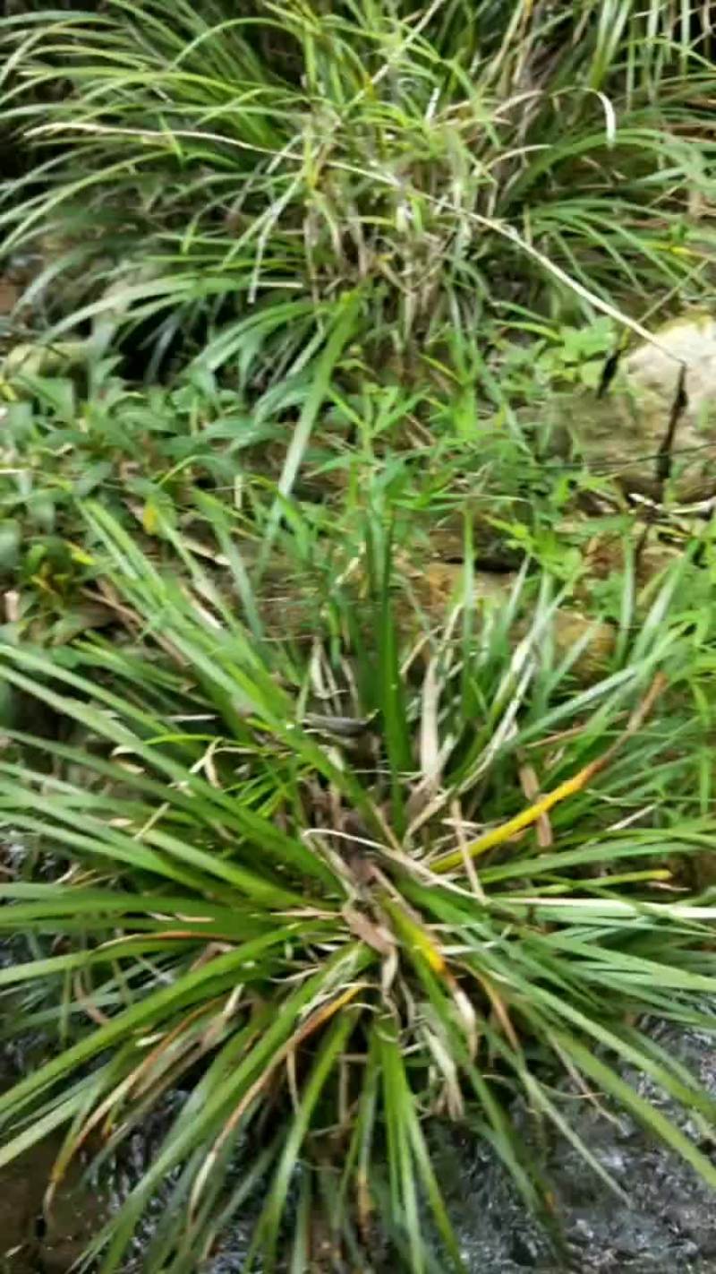 野生石菖蒲种苗