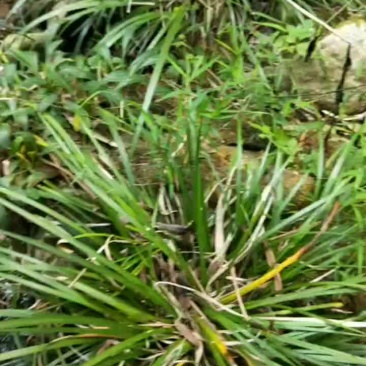 野生石菖蒲种苗