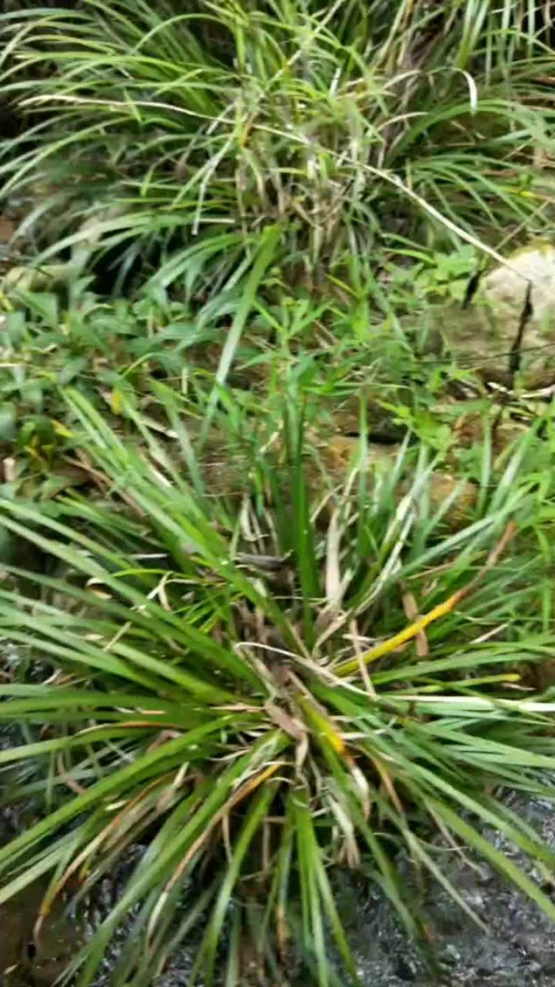 野生石菖蒲种苗
