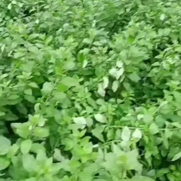 枸杞菜叶