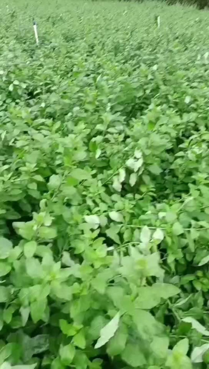 枸杞菜叶