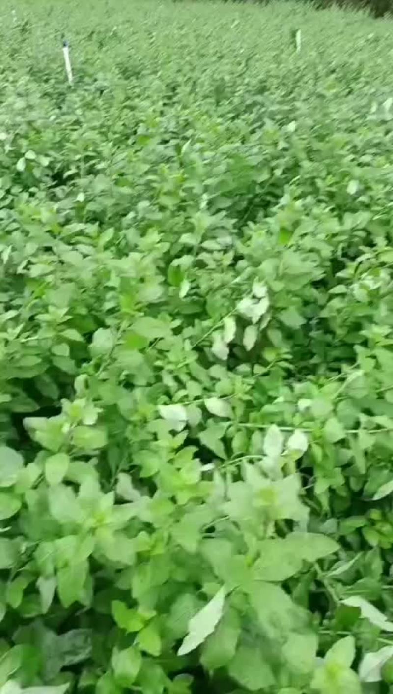 枸杞菜叶