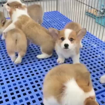 柯基幼犬