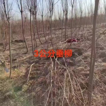 青垂柳树苗