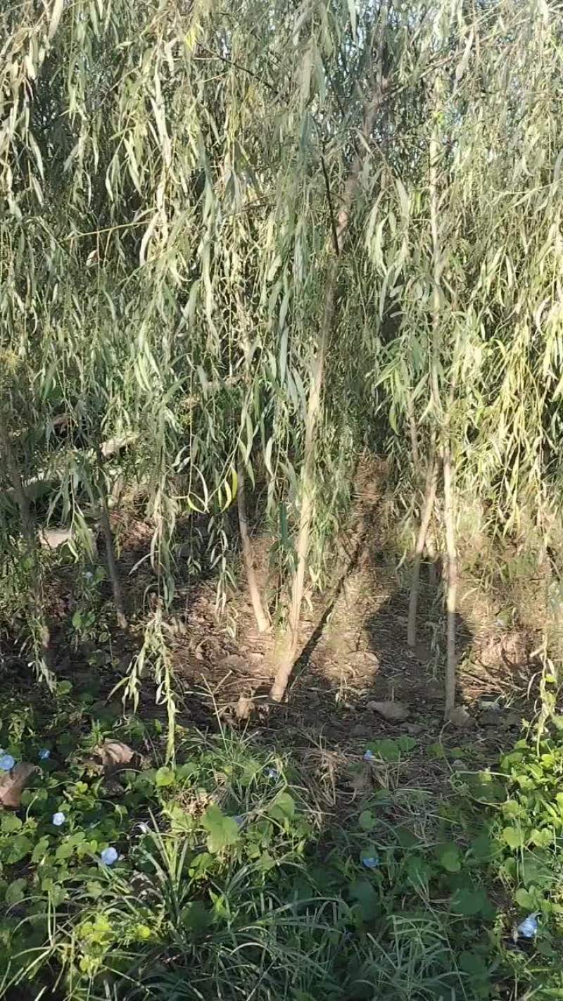 青垂柳树苗