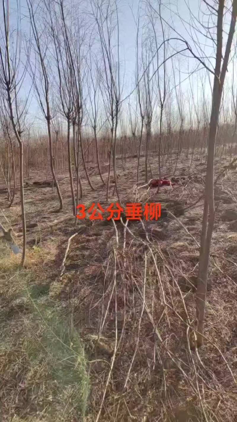 青垂柳树苗