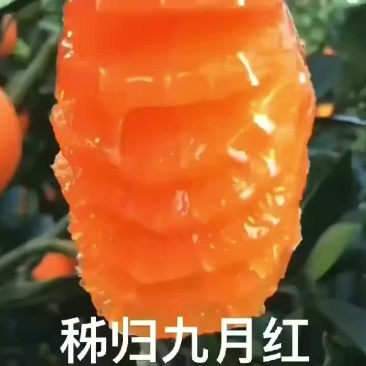 秭归九月红
