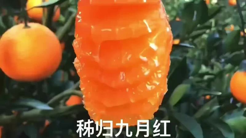 秭归九月红