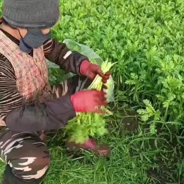 山东潍坊寒亭茼蒿菜大量供应