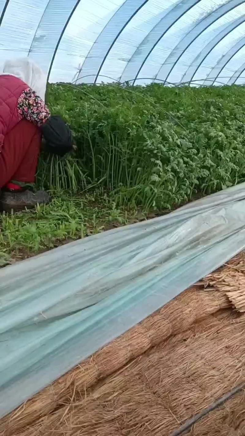 山东潍坊寒亭茼蒿菜大量供应