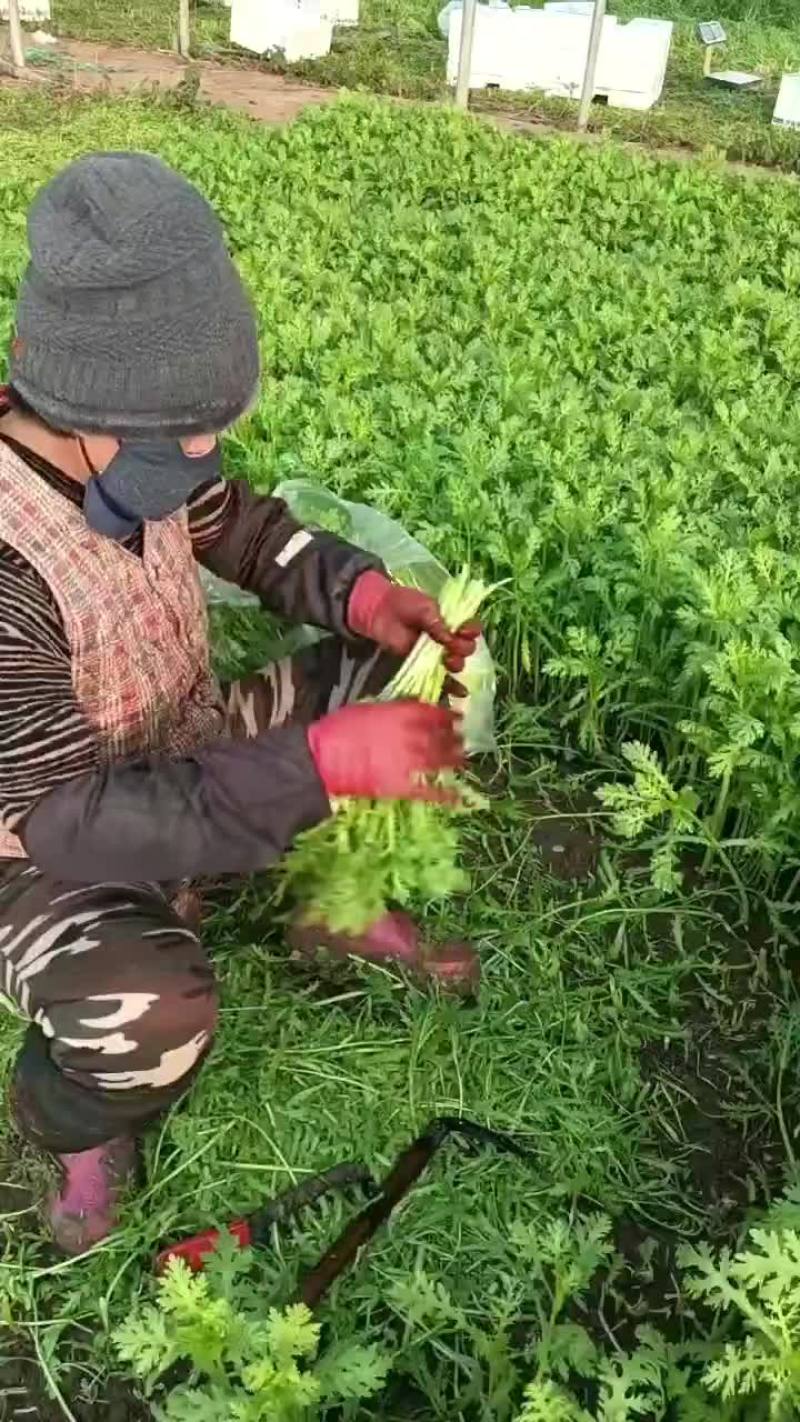 山东潍坊寒亭茼蒿菜大量供应