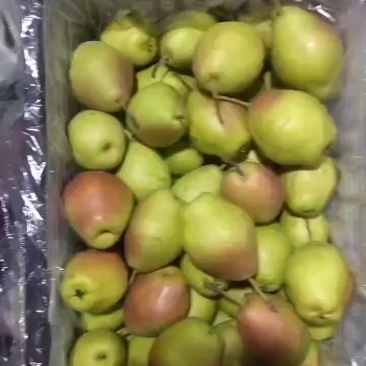 红香酥梨口感超甜过手质量
