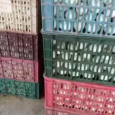 电白特产红心鸭蛋