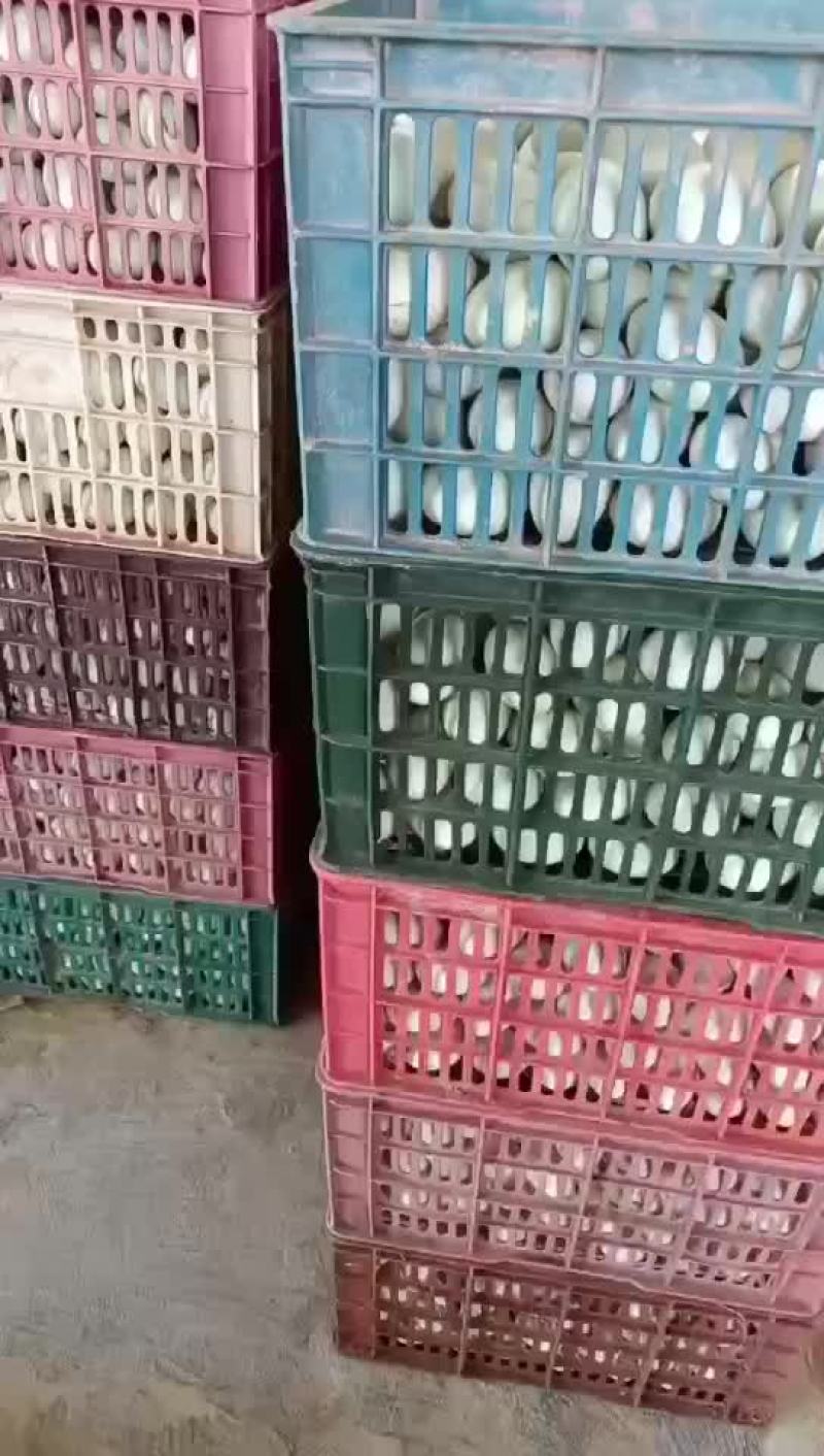 电白特产红心鸭蛋