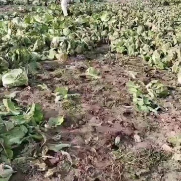 娃娃菜